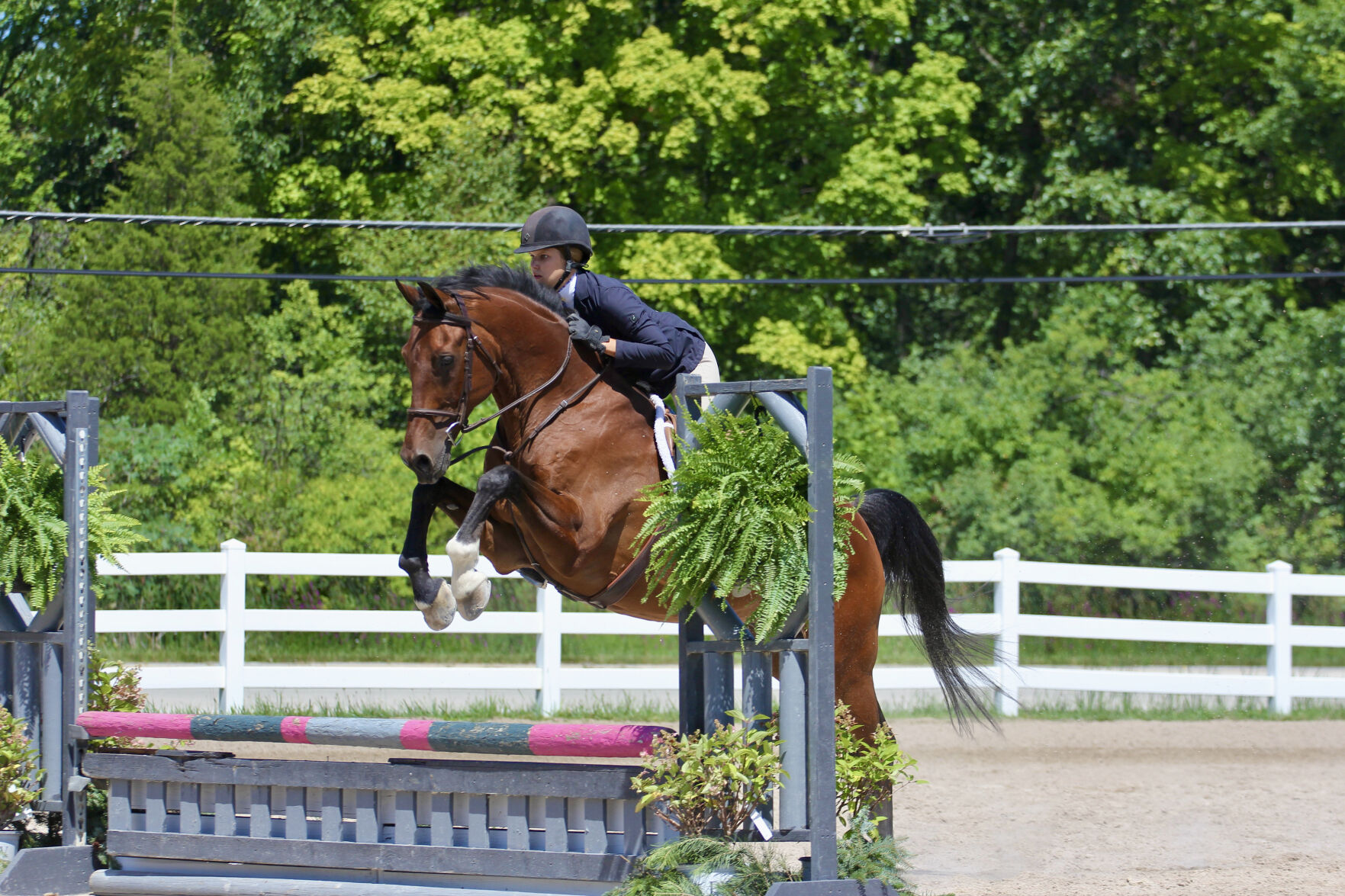 Horse